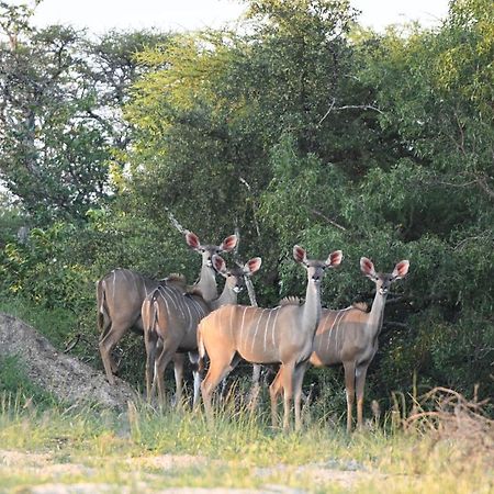 Ngangane Lodge & Reserve Francistown Exterior foto